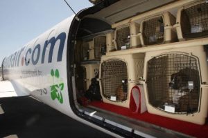 Перевозка домашних животных в Сингапур