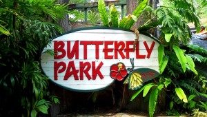 Парк бабочек и Королевство насекомых (Butterfly Park & Insect Kingdom), Сингапур, остров Сентоза