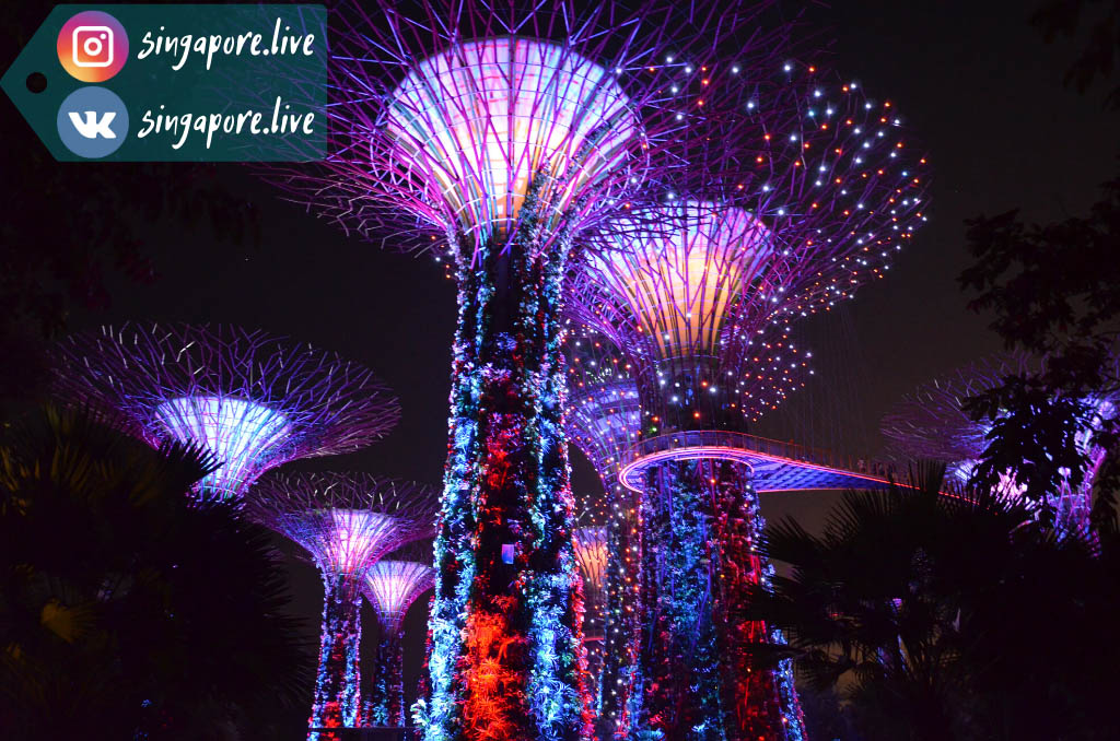 Супердеревья в Садах у залива (Gardens by the Bay), Сингапур