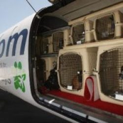 Перевозка домашних животных в Сингапур