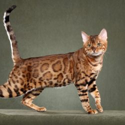 Породы кошек, запрещённые в Сингапуре - Бенгальская кошка (Bengal cat)