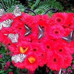Парк бабочек и Королевство насекомых (Butterfly Park & Insect Kingdom), Сингапур, остров Сентоза