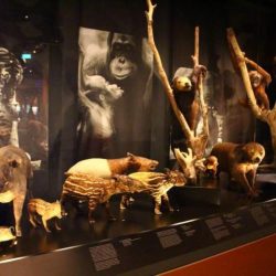 Музей Естественной Истории «Lee Kong Chian Natural History Museum» (LKCNHM) 