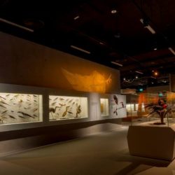 Музей Естественной Истории «Lee Kong Chian Natural History Museum» (LKCNHM) 