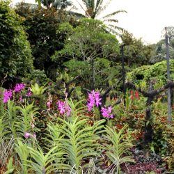 Ботанические Сады Сингапура (Singapore Botanic Gardens)