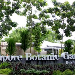 Ботанические Сады Сингапура (Singapore Botanic Gardens) и Сад орхидей 1